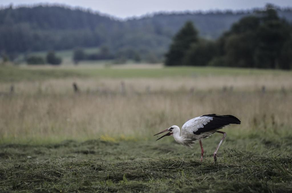 Agropensjonat Stręgielek Buitenkant foto